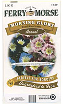 Morning GloryDwarf Mix
